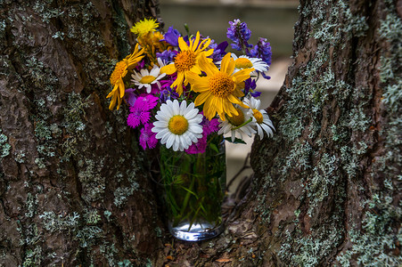紫色花瓶豪华的 优美的木质花头漏洞花朵花瓣插花前景植物花盆黄色背景