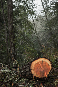 北加利福尼亚州Humboldt县古老的红木砍伐森林薄雾日志阴霾场景苔藓木头生长树桩公园背景图片