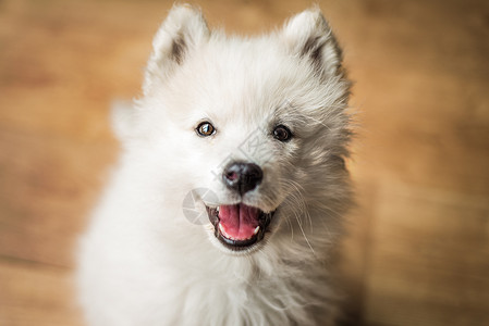 可爱 年轻 玩乐的Samoyed小狗室内 以快乐的表情和笑容向镜头看伴侣高清图片素材