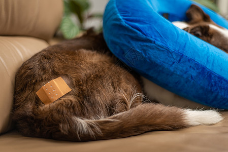沙圈狗躺在沙发上 有绷带和充气项圈背景
