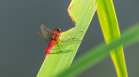 法国翅膀植物主题动物红色前景动物学栖息昆虫野生动物背景图片