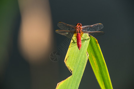 法国翅膀昆虫植物主题动物动物学红色野生动物栖息前景背景图片