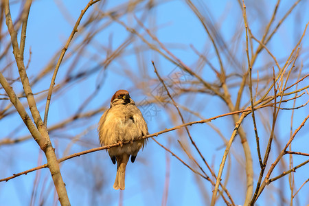 麻雀在公园里冬天的森林鸟类在饲料附近栖息动物群衬套天气美丽尾巴季节野生动物太阳公园木头背景