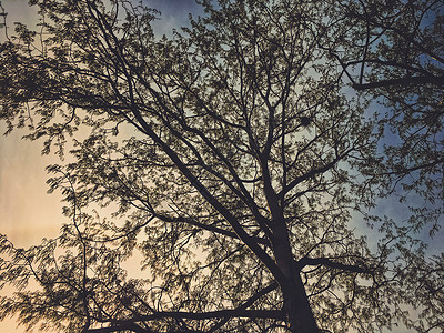 春天的日落 美丽的树木和天空蓝色木头绿色背景季节树叶公园植物自然森林冬天高清图片素材