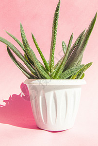 白花盆中的Aloe Vera植物 以浅粉红色背景 阳光和硬影子为光底 生长在室内植物中背景图片
