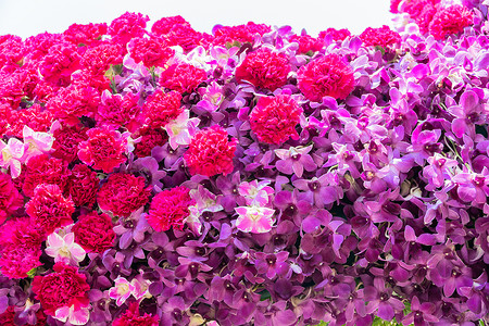康乃馨花和紫色兰花花风格兰花花园粉色植物群背景花束装饰花卉念日背景图片