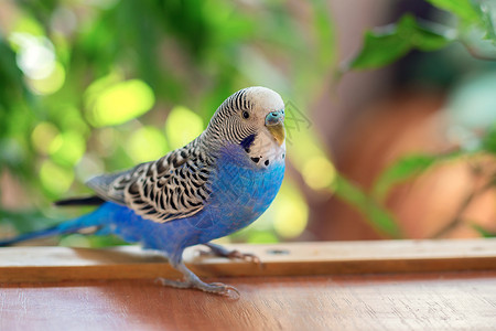 美丽的鸟桌面一只美丽的蓝色大浪鹦鹉坐着没有笼子 在家中有热带鸟类背景