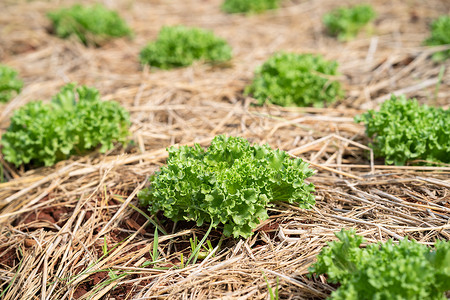 农村的绿色芥子蔬菜植物叶子培育多叶菜园芸苔花园生长场地食物栽培背景图片