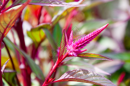 塞罗西亚开花多叶植物花园花朵粉色背景图片