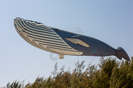 鲸鱼形状鲸鱼风筝背景