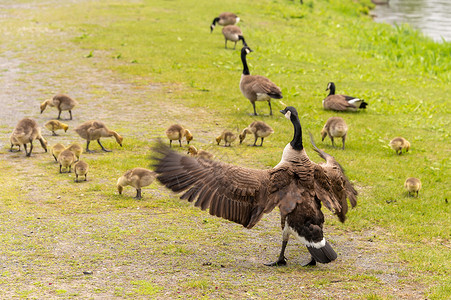 成年加拿大鹅照顾许多小马尾鹿家庭公园羽毛荒野鹅群母亲婴儿小鹅大家庭小鸡背景