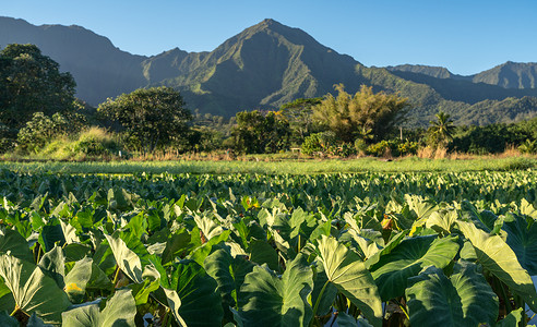 雷亚架Kauai的Na Pali山叶架植物热带风景旅行蓝天反射芋头农业场地帕里背景