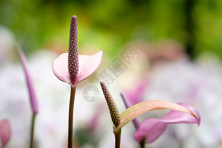 安图留红色花瓣植物群尾花植物橙子热带百合紫色叶子背景图片