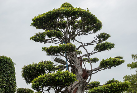 夏门拜州公园神职最高官绿色旅游园艺植物盆栽衬套公园生长植物学花园背景图片