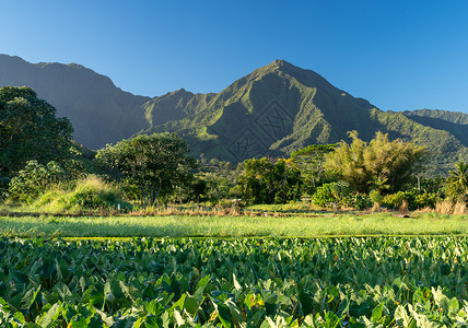 芋头田Kauai的Na Pali山叶架反射叶子爬坡帕里热带蓝天芋头农场绿色旅行背景