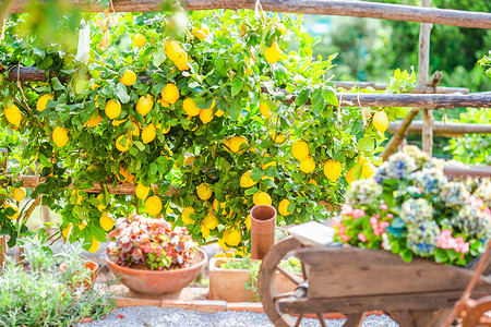 阿马尔菲海岸柠檬园的水果 夏季日背景