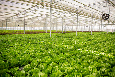 在一个拥有现代技术的温室里有机绿色沙拉生产营养多样性植物叶子种植者收成农业蔬菜园丁背景图片