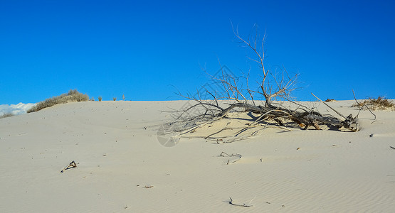 白沙中的干树 白沙国家纪念碑荒野公园干旱水晶旅行植物群天空植物纪念碑侵蚀背景图片