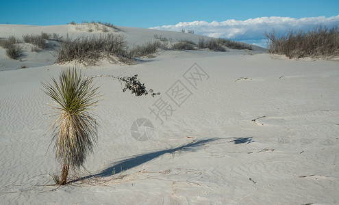 白沙国家纪念碑中生长的Yucca植物水晶旅行天空侵蚀干旱公园荒野沙漠石膏植物群背景图片
