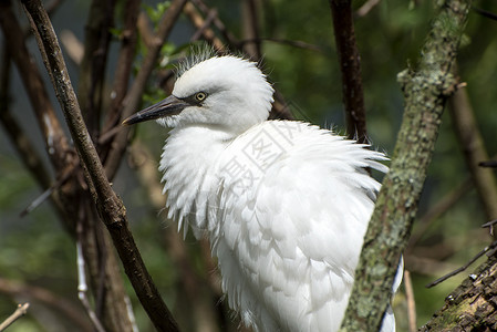 白雪埃格雷特白鹭羽毛滨鸟白色荒野野生动物苍鹭观鸟背景图片