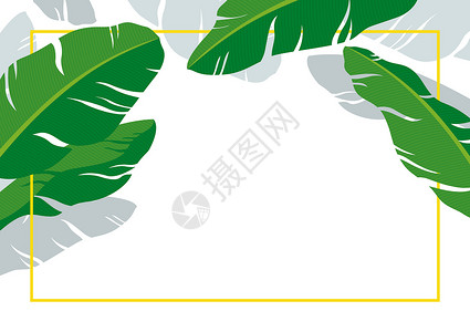 白色背景热带夏季带线框的香蕉叶背景图片