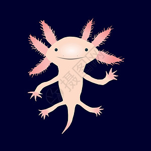 奇墅湖Axolotl 轴体水族馆科学轴突玻璃容器手鱼两栖动物宠物蝾螈插画