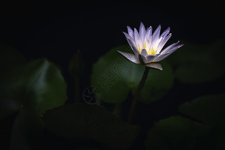 黑低花素材黑暗中的莲花背景