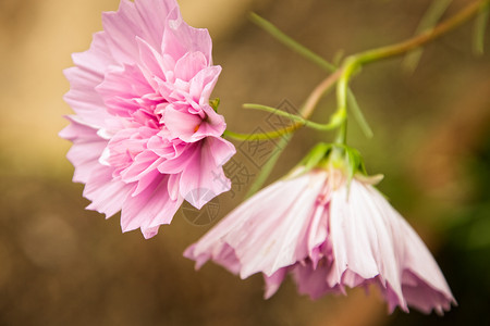 宇宙bipinnatus 双月度粉色自然花园背景图片