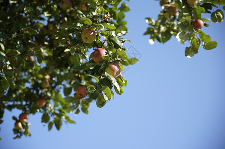 苹果树树叶生长叶子食物花园乡村植物群木本植物水果背景图片
