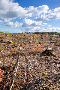 德国南部的露天林外风景记录砍伐林业甲虫木材环境森林树皮树木木头生态高清图片素材
