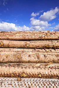 森林中的木柴堆硬木植物活力木材环境松树日志树干林业树木户外高清图片素材