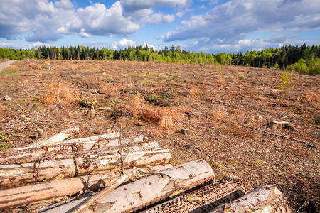 德国南部的露天林外风景场地森林林业记录木材砍伐生态农村树木甲虫切割高清图片素材