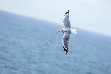 海鸥在海洋上空飞行风景白色空气动物群天空动物蓝色地平线倾斜背景图片