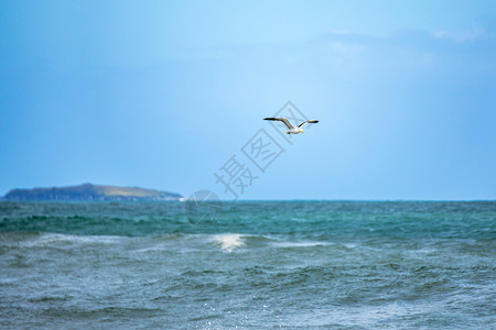 海鸥在海洋上空飞行天空动物群空气地平线动物风景蓝色白色背景图片