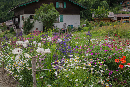 法国阿尔卑斯山脉景观高山花园园艺花朵区系植物山脉背景图片