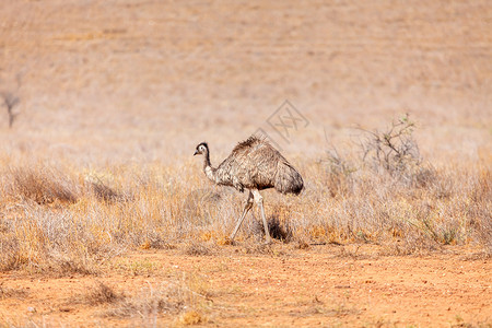 澳大利亚的Emu Bird鸸鹋公园鸟类沙漠动物旅游野生动物旅行羽毛荒野背景图片