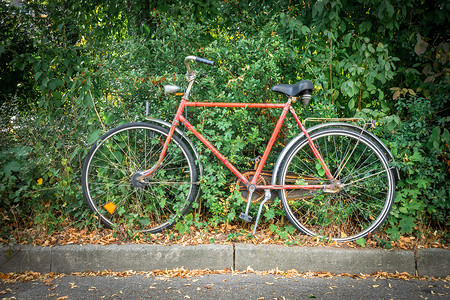 旧自行车在树篱中背景图片