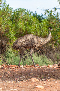 澳大利亚的Emu Bird动物群公园羽毛旅行鸟类国家鸸鹋动物荒野生活背景图片