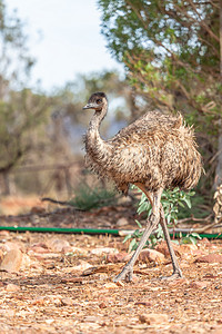 澳大利亚的Emu Bird公园动物群野生动物鸸鹋鸟类岩石生活荒野羽毛旅行背景图片