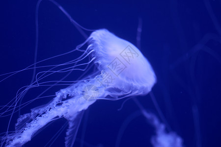 白色管水母在蓝色上的荧光水母动物情调浮潜水族馆野生动物生物热带呼吸管动物园冒险背景
