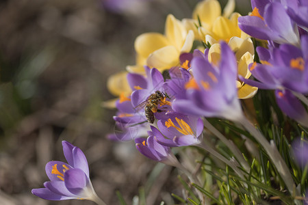 一个忙着喝花蜜的蜜蜂植物群藏红花季节宏观草地紫色花园花瓣翅膀红花背景图片