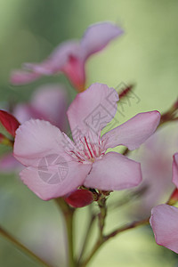 奥里安德语Name衬套区系自然床单夹竹桃植物绿色植物园粉色灌木背景图片