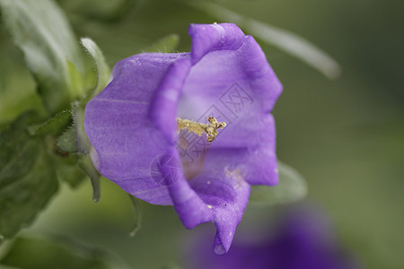 蓝铃植物学蓝色金钟植物野花花瓣紫色宏观白色植物群背景图片
