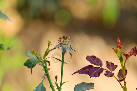 花园花朵花蜜和模糊的叶子背景图片