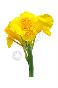 白色背景的黄色罐头李花朵黄色的高清图片素材