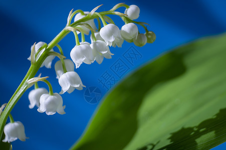 白百合季节有毒花的高清图片