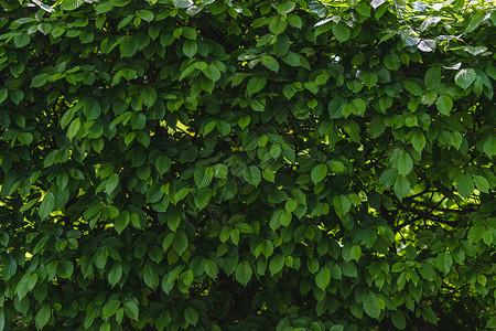 绿色植物背景季节叶子生长森林植物学花园植物群生活木头植物自然高清图片素材