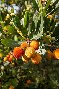 草莓树阿布图unedo浆果甘蔗红色黄色叶子衬套水果灌木状橙子绿色背景图片