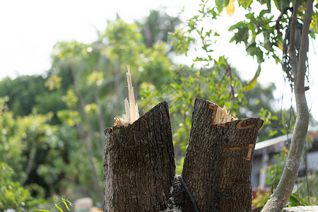 砍伐的树木农业树桩绿色生态森林损害日志国家木材木头跌倒高清图片素材