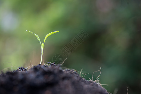 幼苗生长的很近植物学蔬菜农场农业土壤发芽种子花园叶子园艺自然高清图片素材